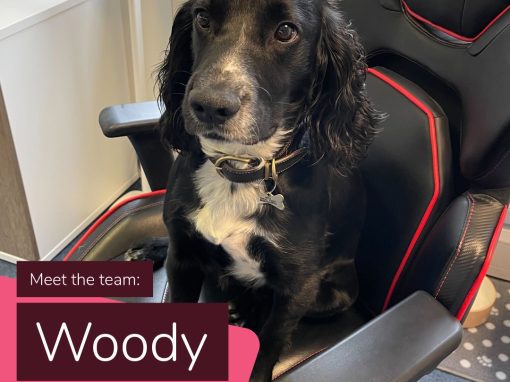 Woody office dog good boy woody office dog